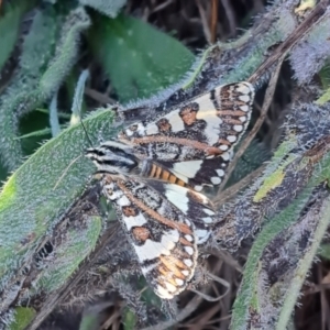 Apina callisto at Molonglo River Reserve - 30 Mar 2024 09:49 AM