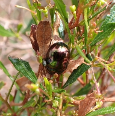 Callidemum hypochalceum (Hop-bush leaf beetle) at Mount Painter - 23 Mar 2024 by CathB