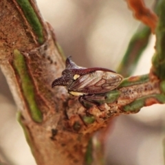 Acanthuchus trispinifer (Three-horned treehopper) at Mount Painter - 23 Mar 2024 by CathB