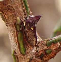 Acanthuchus trispinifer at Mount Painter - 23 Mar 2024