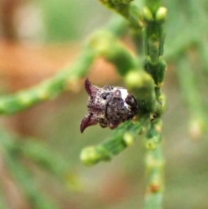 Acanthuchus trispinifer at Mount Painter - 23 Mar 2024