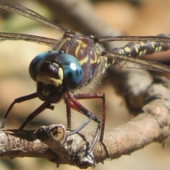 Austroaeschna multipunctata (Multi-spotted Darner) at Cotter River, ACT - 25 Mar 2024 by Christine