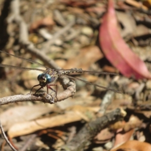 Austroaeschna multipunctata at Namadgi National Park - 25 Mar 2024 01:13 PM