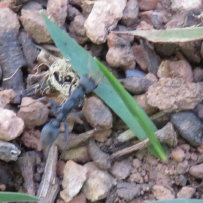 Myrmecia sp., pilosula-group (Jack jumper) at Namadgi National Park - 25 Mar 2024 by Christine