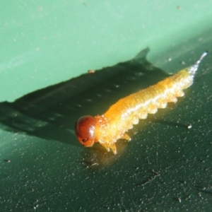 Pterygophorinae (subfamily) at Flynn, ACT - 25 Mar 2024