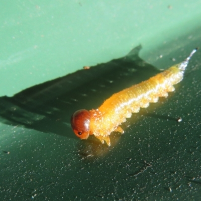 Pterygophorinae (subfamily) (Sawfly) at Flynn, ACT - 25 Mar 2024 by Christine