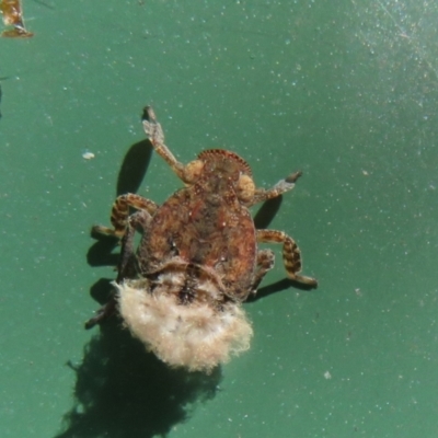 Fulgoroidea sp. (superfamily) (Unidentified fulgoroid planthopper) at Flynn, ACT - 25 Mar 2024 by Christine