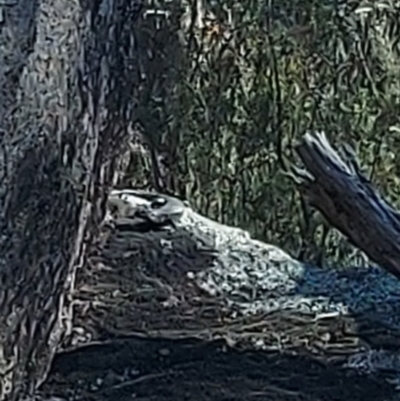 Egernia cunninghami (Cunningham's Skink) at Namadgi National Park - 30 Mar 2024 by GirtsO