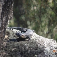 Egernia cunninghami at Namadgi National Park - 30 Mar 2024