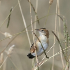 Cisticola exilis (Golden-headed Cisticola) at Fyshwick, ACT - 28 Mar 2024 by jb2602