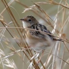 Cisticola exilis at Jerrabomberra Wetlands - 28 Mar 2024