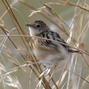 Cisticola exilis at Jerrabomberra Wetlands - 28 Mar 2024