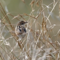 Cisticola exilis at Jerrabomberra Wetlands - 28 Mar 2024 11:07 AM