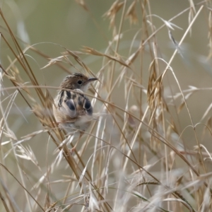 Cisticola exilis at Jerrabomberra Wetlands - 28 Mar 2024