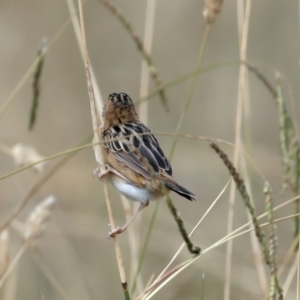 Cisticola exilis at Jerrabomberra Wetlands - 28 Mar 2024 11:07 AM