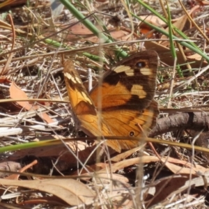 Heteronympha merope at Bluetts Block (402, 403, 12, 11) - 30 Mar 2024 11:07 AM