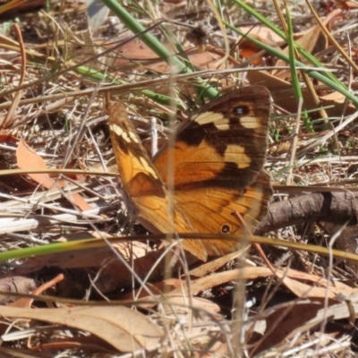 Heteronympha merope (Common Brown Butterfly) at Bluetts Block Area - 30 Mar 2024 by RodDeb