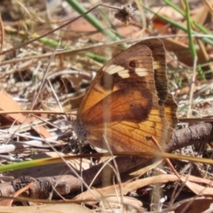 Heteronympha merope at Bluetts Block (402, 403, 12, 11) - 30 Mar 2024 11:07 AM