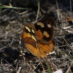 Heteronympha merope at Block 402 - 30 Mar 2024