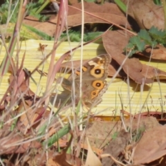 Junonia villida (Meadow Argus) at Block 402 - 30 Mar 2024 by RodDeb