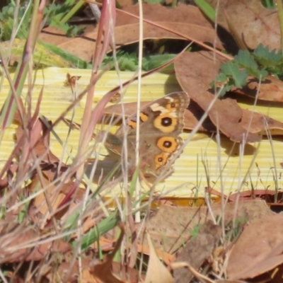 Junonia villida (Meadow Argus) at Block 402 - 30 Mar 2024 by RodDeb