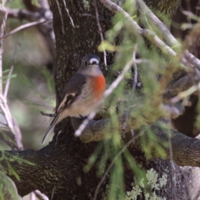 Petroica boodang (Scarlet Robin) at Block 402 - 30 Mar 2024 by RodDeb