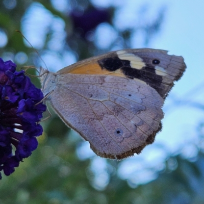 Heteronympha merope (Common Brown Butterfly) at QPRC LGA - 30 Mar 2024 by MatthewFrawley