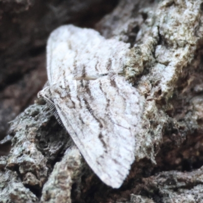 Didymoctenia exsuperata (Thick-lined Bark Moth) at Moruya, NSW - 30 Mar 2024 by LisaH