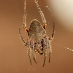 Hortophora sp. (genus) (Garden orb weaver) at Moruya, NSW - 30 Mar 2024 by LisaH