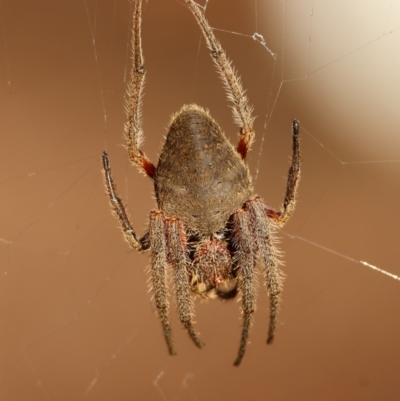 Hortophora sp. (genus) (Garden orb weaver) at Moruya, NSW - 30 Mar 2024 by LisaH