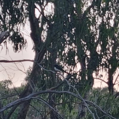 Rhipidura leucophrys (Willie Wagtail) at QPRC LGA - 30 Mar 2024 by clarehoneydove