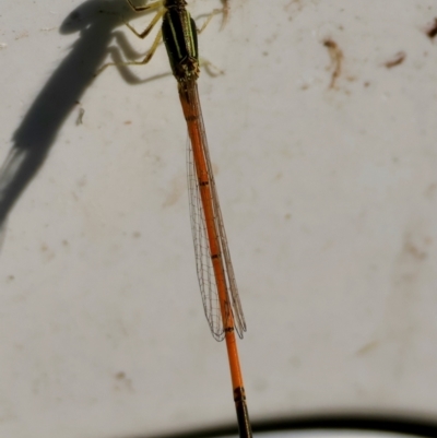 Ischnura aurora (Aurora Bluetail) at Moruya, NSW - 29 Mar 2024 by LisaH