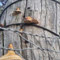 Truncospora ochroleuca at QPRC LGA - suppressed