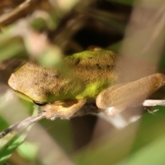 Litoria fallax (Eastern Dwarf Tree Frog) at Moruya, NSW - 30 Mar 2024 by LisaH