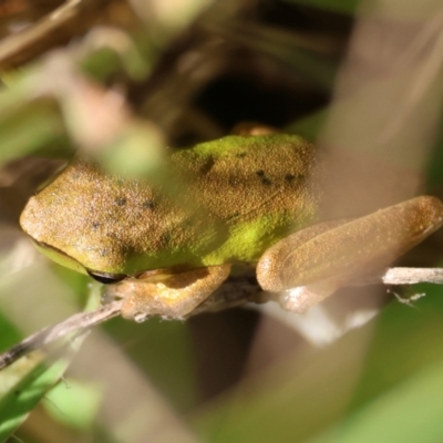 Litoria fallax (Eastern Dwarf Tree Frog) at Moruya, NSW - 30 Mar 2024 by LisaH