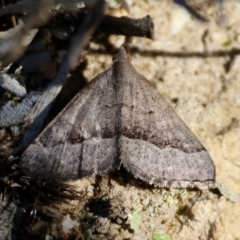 Dichromodes ornata (A Geometer moth (Oenochrominae)) at Moruya, NSW - 30 Mar 2024 by LisaH