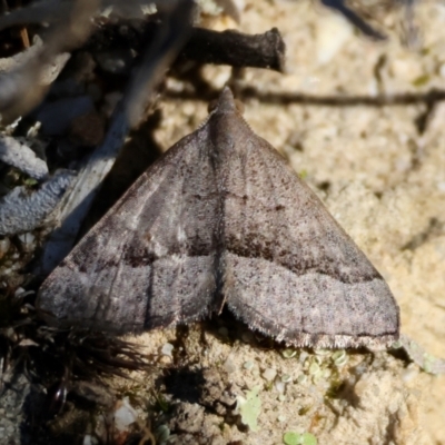 Dichromodes ornata (A Geometer moth (Oenochrominae)) at Moruya, NSW - 30 Mar 2024 by LisaH