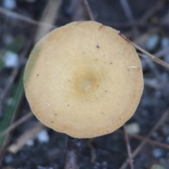 Unidentified Cap on a stem; gills below cap [mushrooms or mushroom-like] at Moruya, NSW - 30 Mar 2024 by LisaH