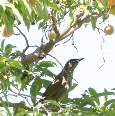 Meliphaga lewinii (Lewin's Honeyeater) at Penrose - 24 Mar 2024 by Aussiegall