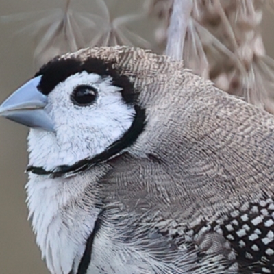 Stizoptera bichenovii (Double-barred Finch) at Jerrabomberra Wetlands - 27 Mar 2024 by jb2602