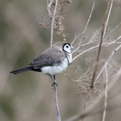 Stizoptera bichenovii at Jerrabomberra Wetlands - 28 Mar 2024