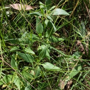 Centranthus ruber at Hall, ACT - 30 Mar 2024 12:49 PM