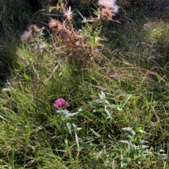 Centranthus ruber at Hall, ACT - 30 Mar 2024