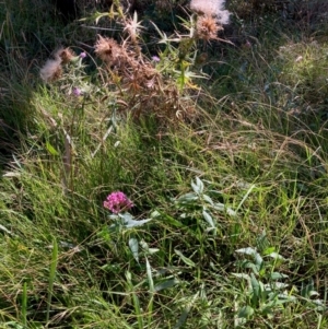 Centranthus ruber at Hall, ACT - 30 Mar 2024 12:49 PM