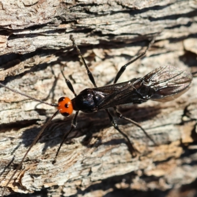 Unidentified Wasp (Hymenoptera, Apocrita) at Moruya, NSW - 30 Mar 2024 by LisaH
