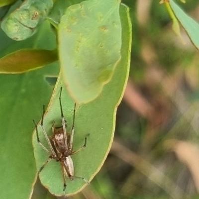 Unidentified Other web-building spider at QPRC LGA - 23 Mar 2024 by clarehoneydove