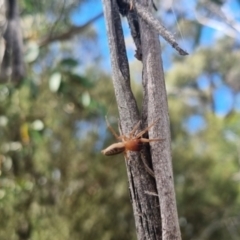 Clubiona sp. (genus) at QPRC LGA - suppressed