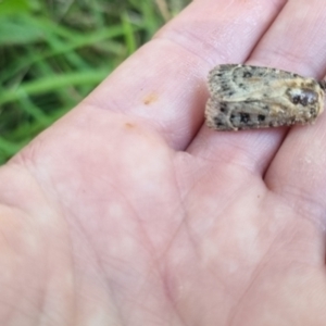 Proteuxoa sanguinipuncta at QPRC LGA - suppressed