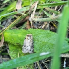 Proteuxoa sanguinipuncta at QPRC LGA - suppressed