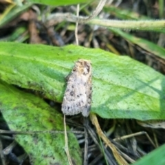 Proteuxoa sanguinipuncta at QPRC LGA - suppressed